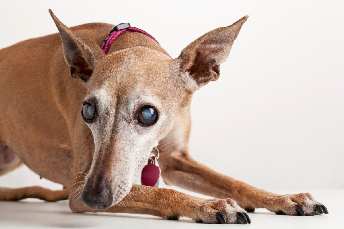 犬が白内障になっているときの『初期症状』4つ　早期発見するための方法とは？