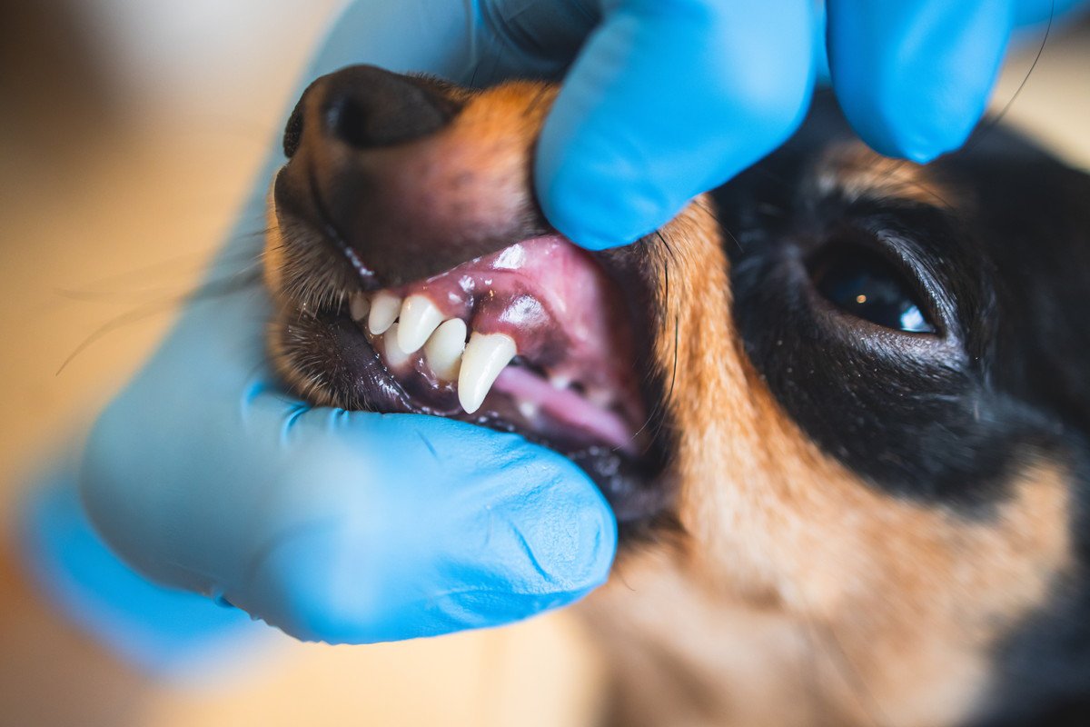 犬の歯が黒いのは虫歯？黒くなる原因や対処法、予防方法を解説