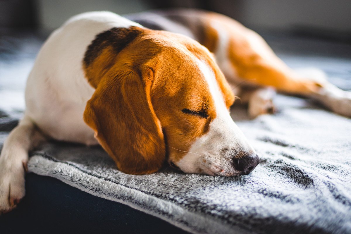 犬が病気や怪我をしている時の「寝方」4つ！病院へ行くべき症状とは？