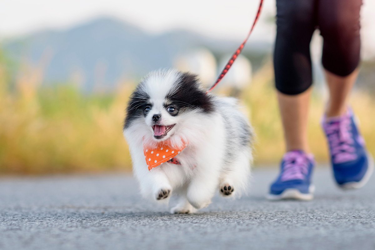 なぜ犬は散歩をするとテンションが上がるの？2つの心理と外出時に注意すべきこと 