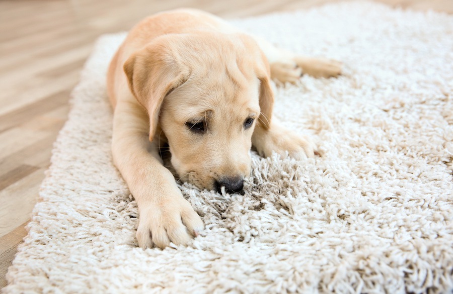 犬がカーペットや絨毯を舐める5つの理由