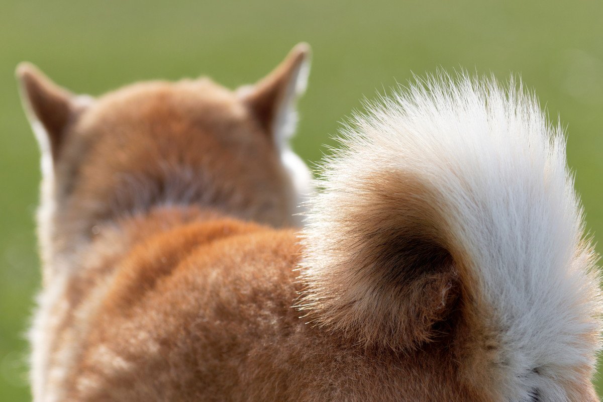 犬がしっぽを丸める意味は？気持ちの読み取り方や注意点、対処法など