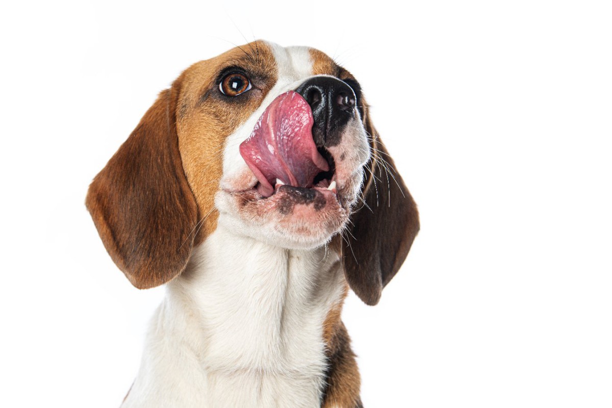愛犬がお尻を舐めてしまう原因とは？４つの理由と危険な悪影響