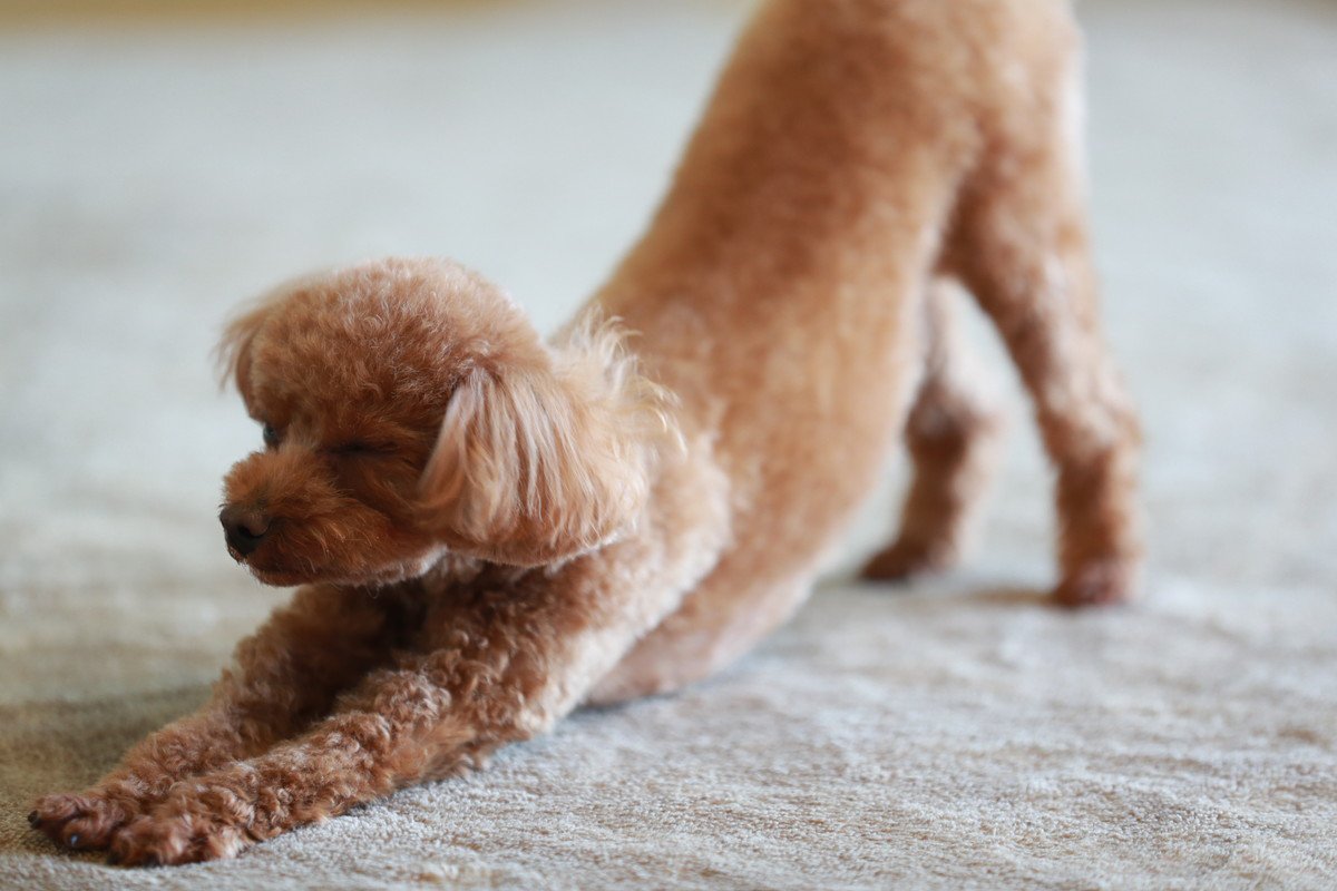 犬が『伸び』をする理由4選　足をピーンと伸ばす心理的なワケや病気・怪我の可能性とは