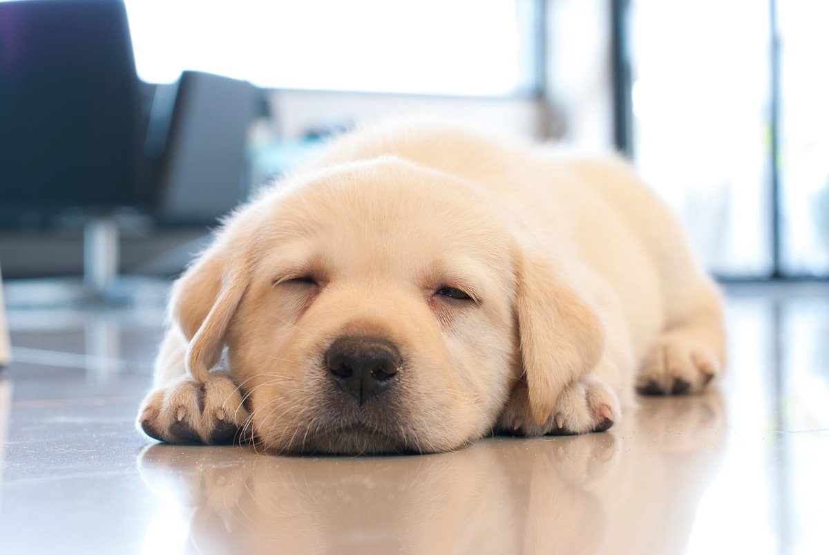 犬が頻繁に寝る場所を変える理由は？3つの理由と快適に眠ってもらう寝床づくりのコツ