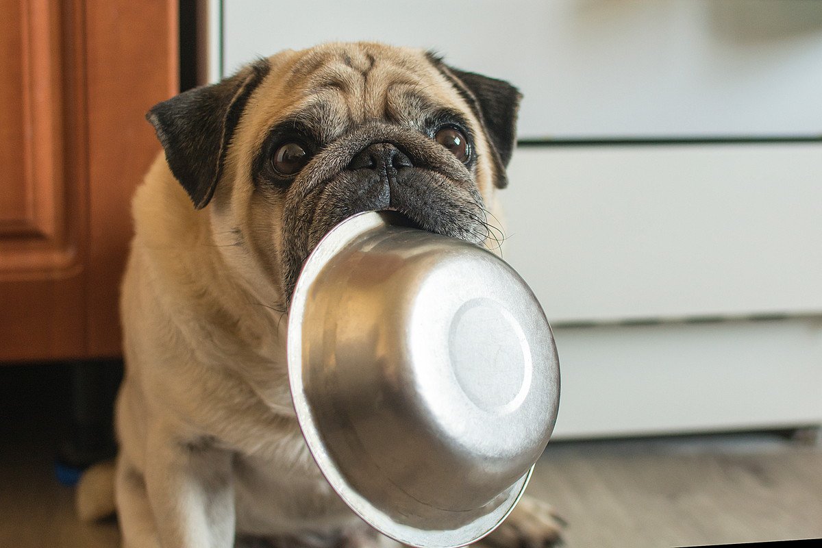 犬がご飯を早食いしてしまう２つの理由！悪影響や対策法を正しく理解