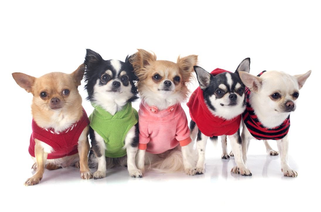 犬服のおすすめブランド人気ランキング10選！犬の服の選び方・口コミ
