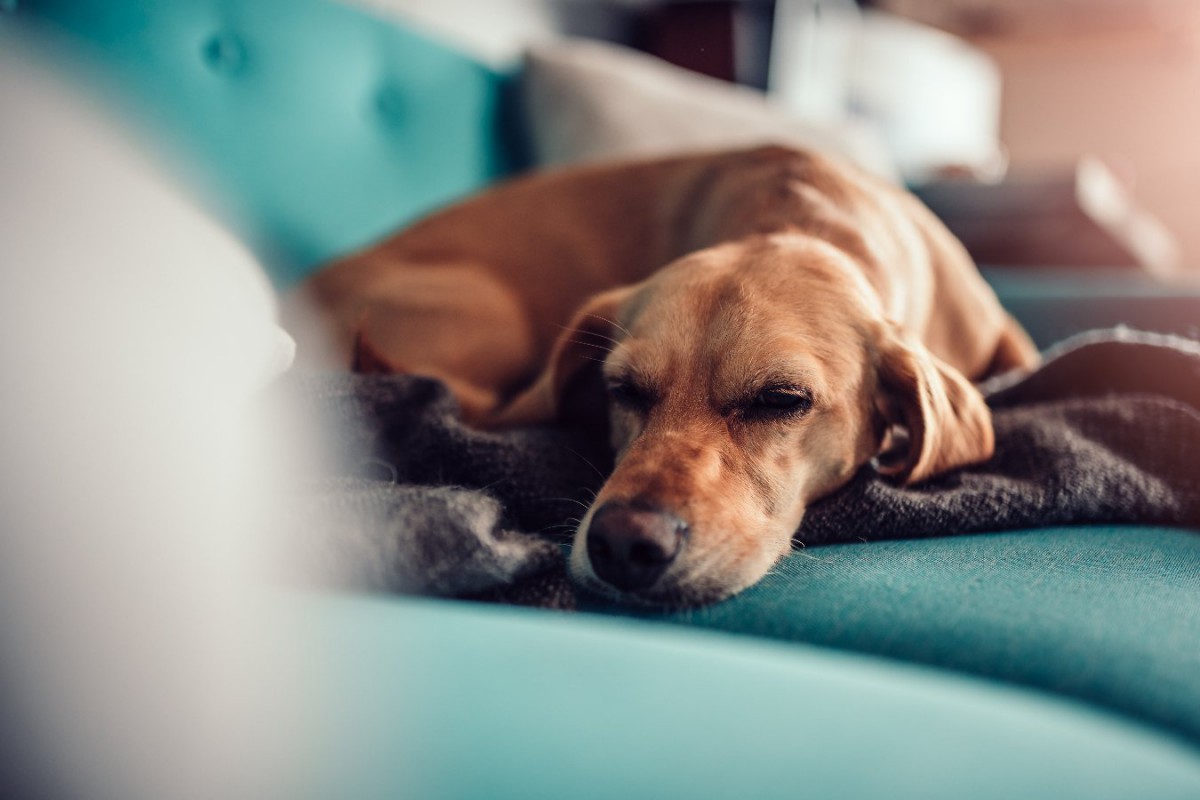 犬がしんどい時の寝方とは？気をつけたい眠りの症状と対処法