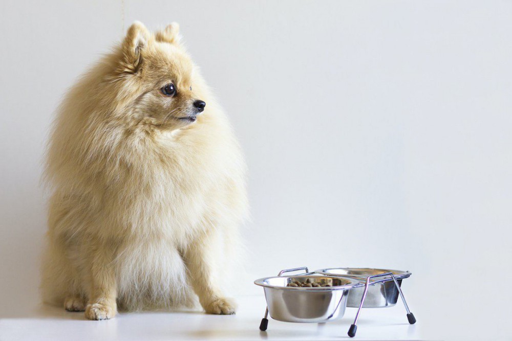 犬のご飯は毎日同じ時間に与えるべき？頻度や時間の目安を解説