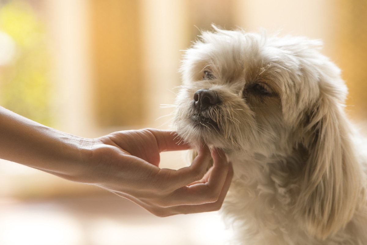 犬が『心の病気』になった時の４つの症状と対応策