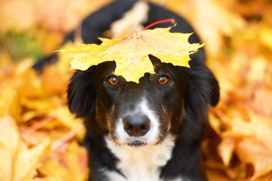 涼しくても注意は必要！犬と過ごす秋の注意点６つ
