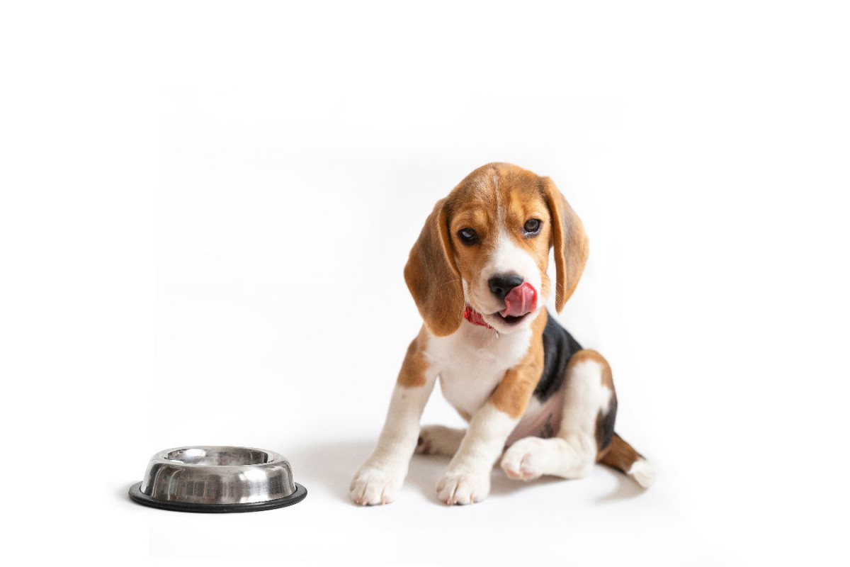 犬の『満腹サイン』３つ！お腹がいっぱいの時にする仕草や行動、やってはいけないNG行為まで解説