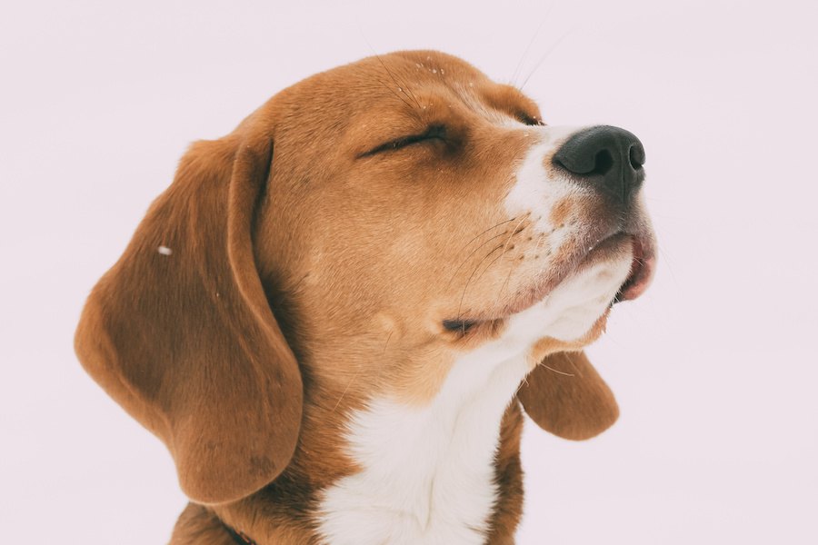 新発見！犬の鼻は匂いだけでなく熱を感知する能力を持っていた