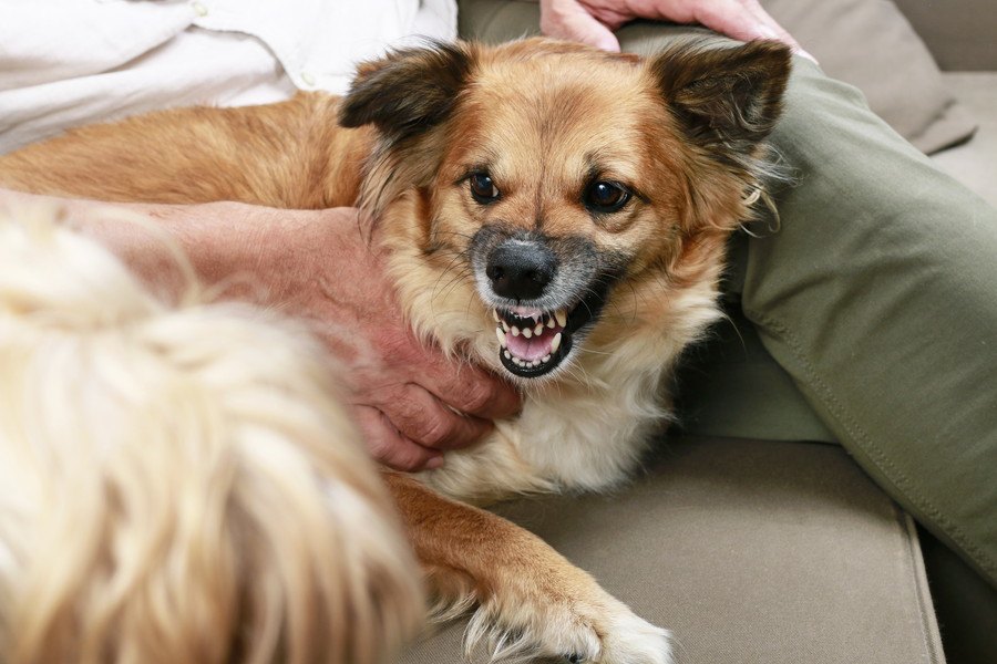愛犬を触ると唸ってしまうときの心理３選！嬉しくて唸っているの？それとも怒ってる？