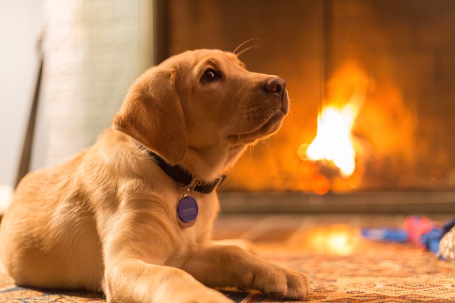犬の火傷　原因・症状と家で出来る対応について