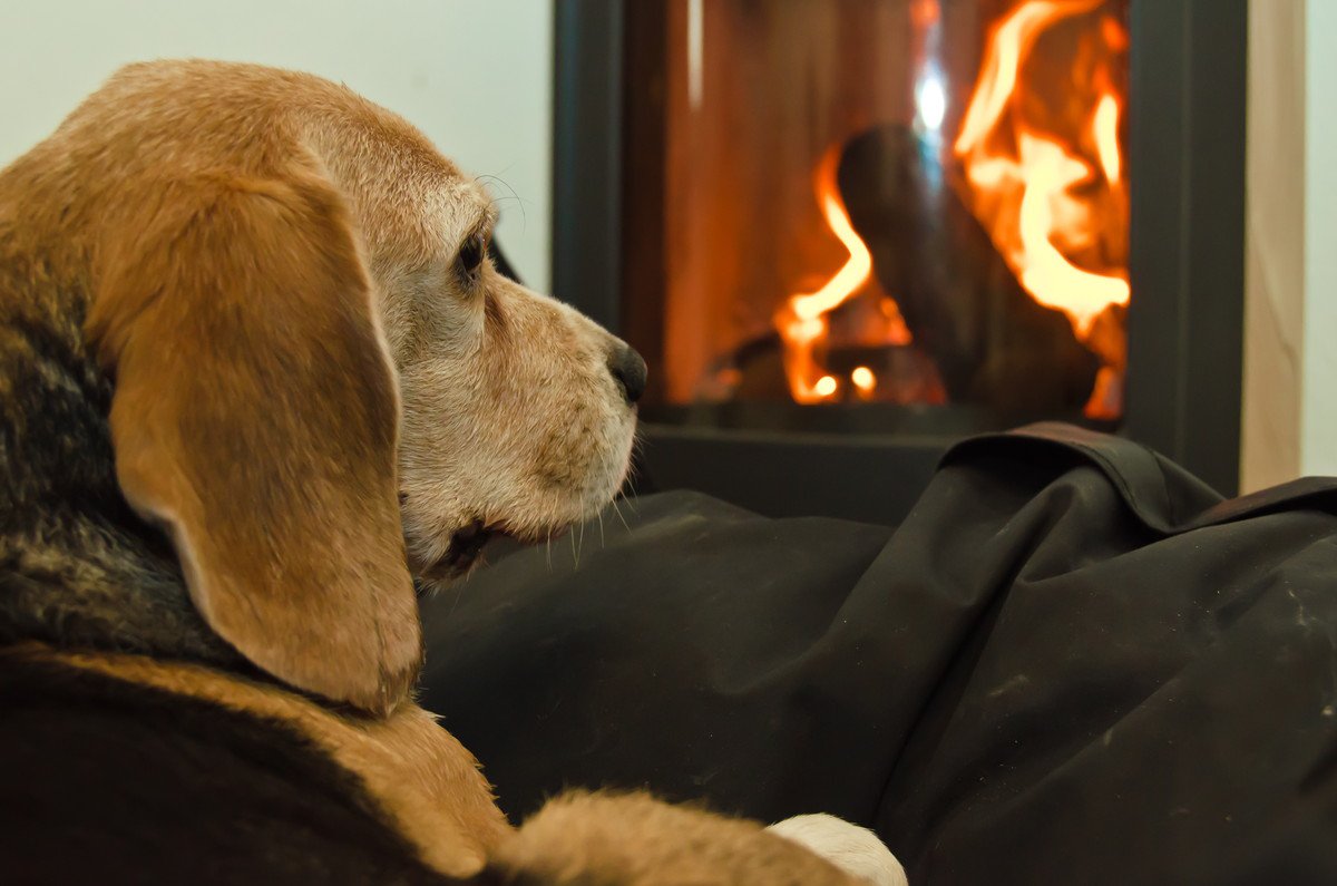 犬にとって超危険な『冬の室内環境』5選！リスクを減らす部屋づくりのコツは？
