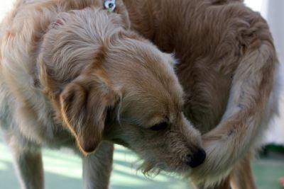 犬が『自傷行為』をしてしまう理由2つ　心理から紐解く原因とやめさせる方法