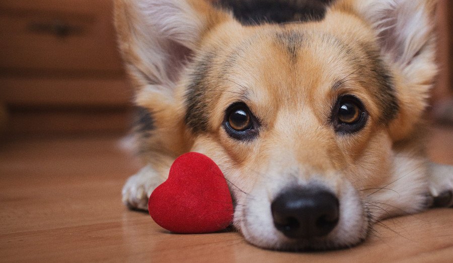 愛犬からの『愛され度チェック』項目５選！あなたはどれくらい愛犬から想われてる？♡