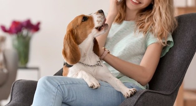犬が電話中に吠えてしまう原因とは？どうやって吠えるのを止めるべき？