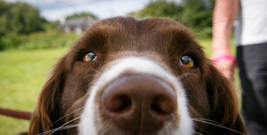 犬の鼻が乾いているのは病気ってほんと？今すぐ愛犬の鼻をチェックしてみて！