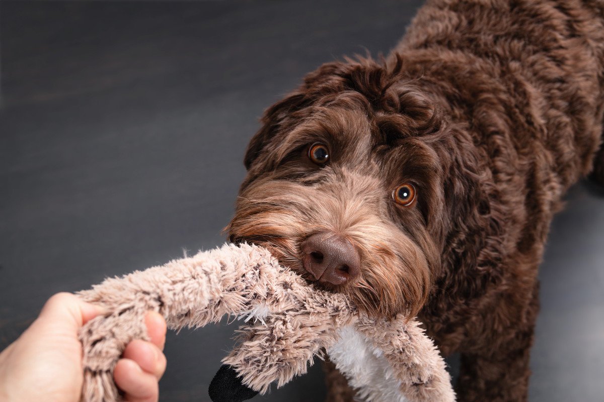 愛犬がおもちゃを離してくれない！5つの心理とやってはいけないNG行為を解説