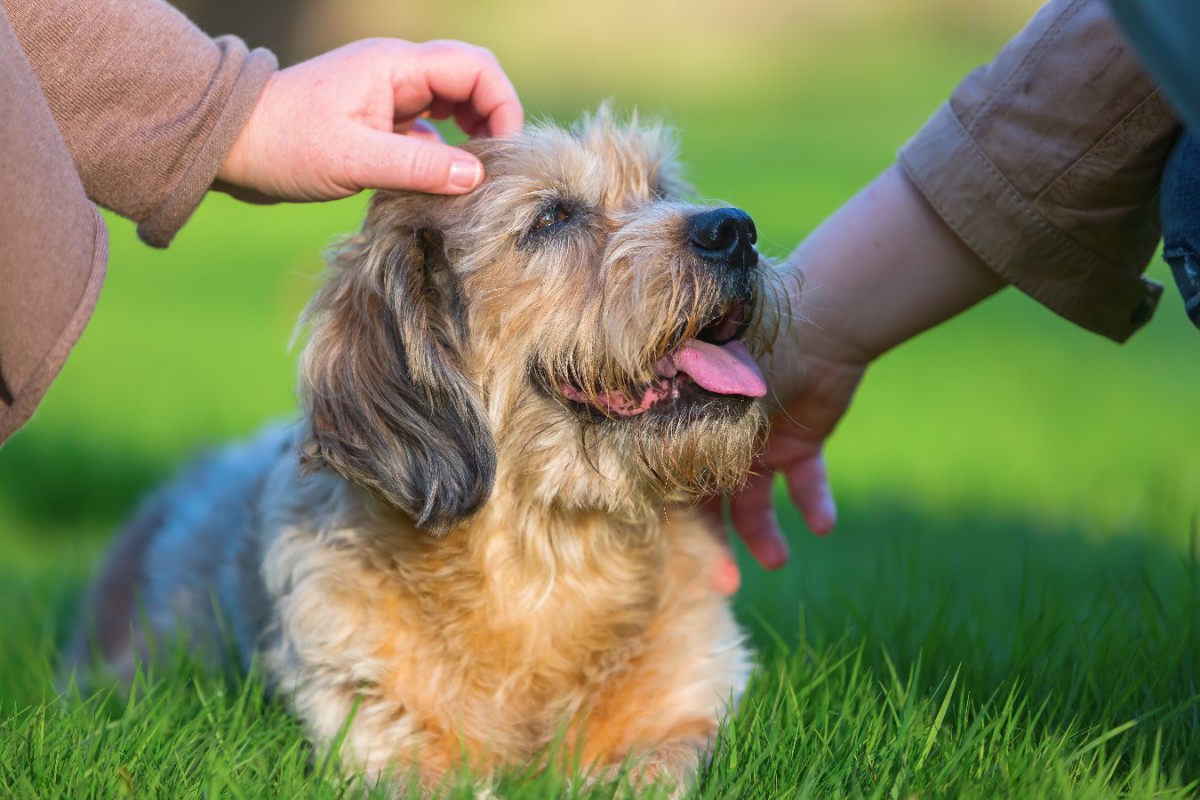 愛犬の老化サインと共に変わる行動5選！幸せに老後を迎えるために飼い主が意識すべきこととは？
