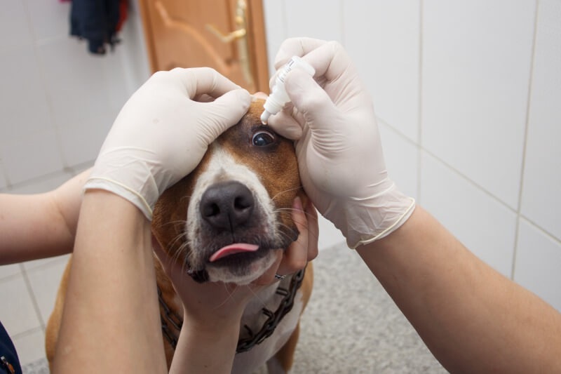 犬の目の下が腫れる原因 考えられる病気や対処法・予防方法を解説