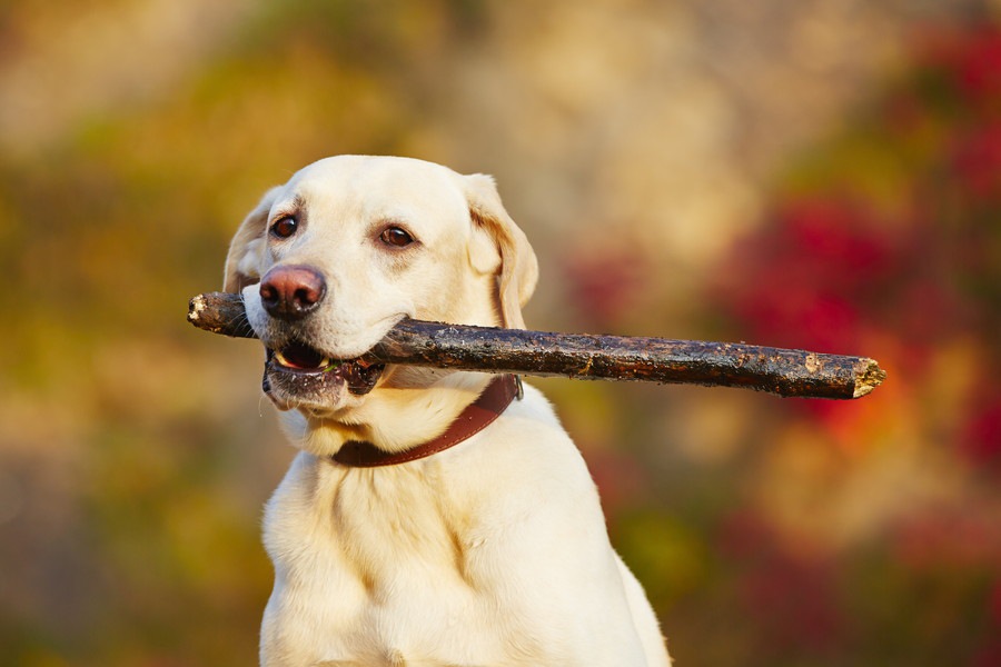 犬が木の棒で遊ぶのは危険か？