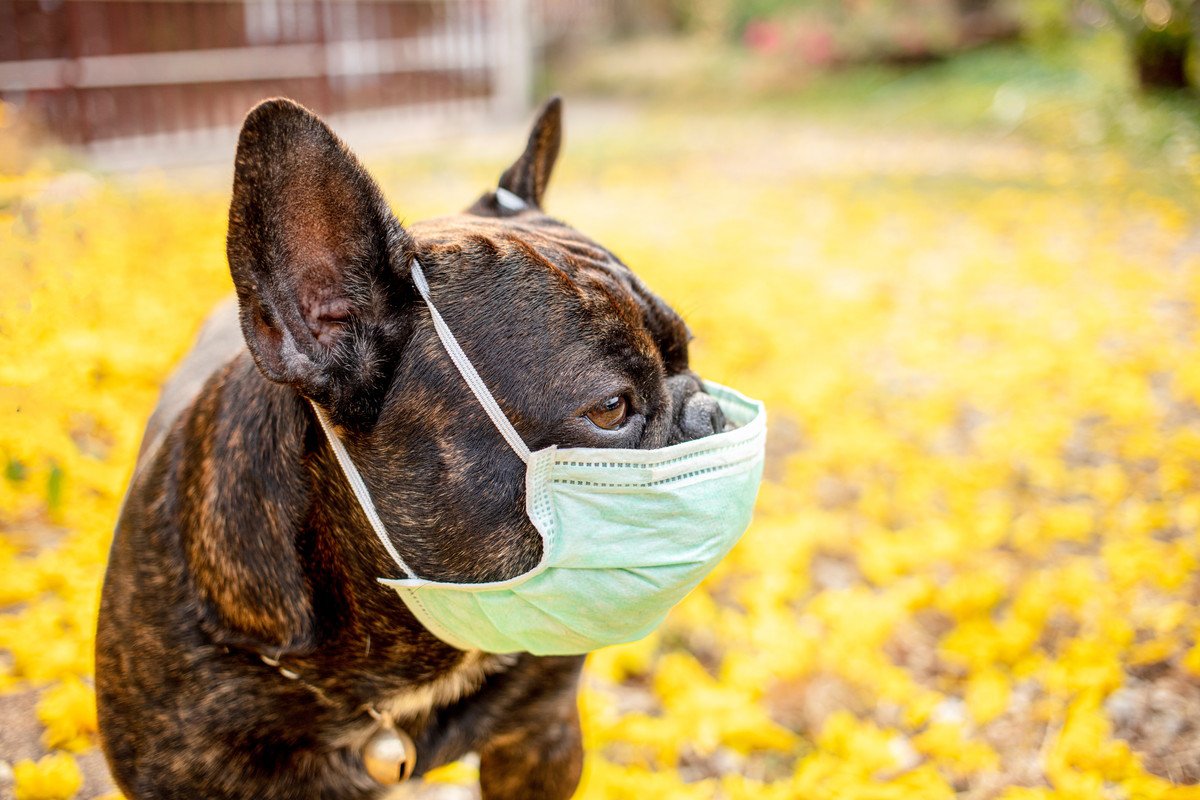 中高齢の犬が『咳き込むとき』の原因8選！病院に連れて行くべき症状や対処法とは