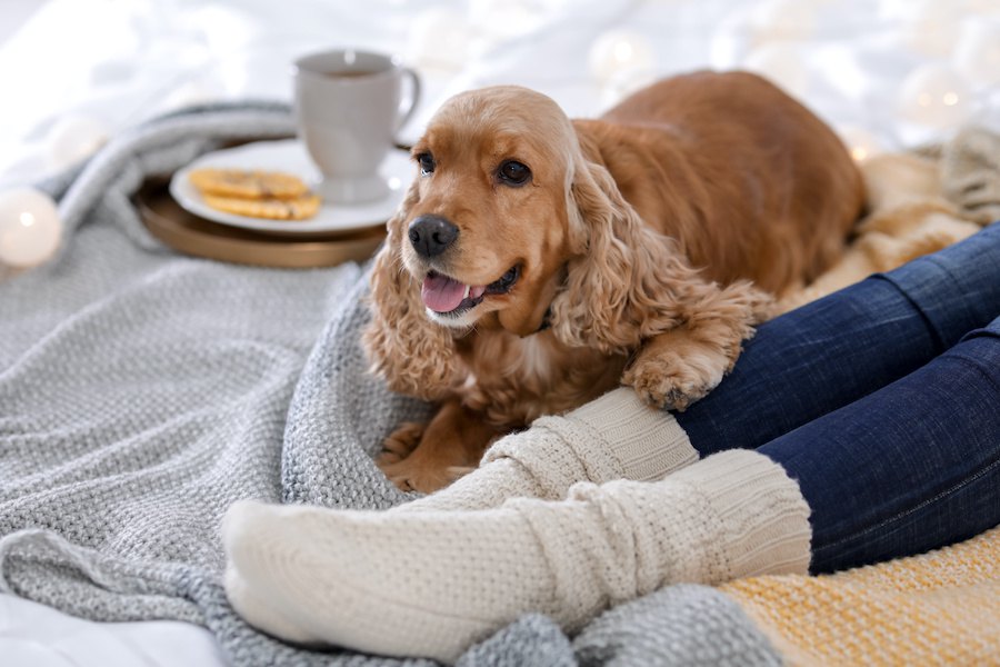 犬に『暖房』は使うべき？適切な温度は？