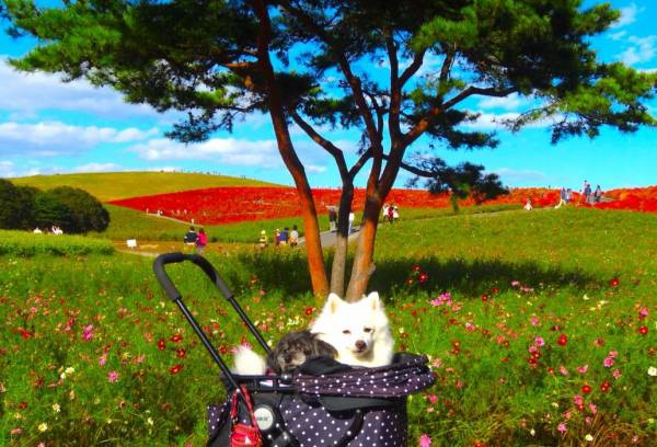 愛犬と行きたい秋のお勧めスポット！ひたち海浜公園の真っ赤なコキア