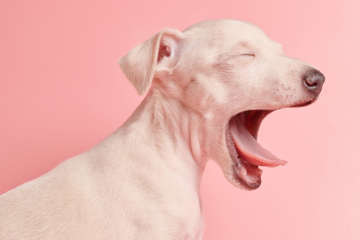犬が『緊張している時』の表情や仕草4選！リラックスさせるコツや緊張させない工夫とは？