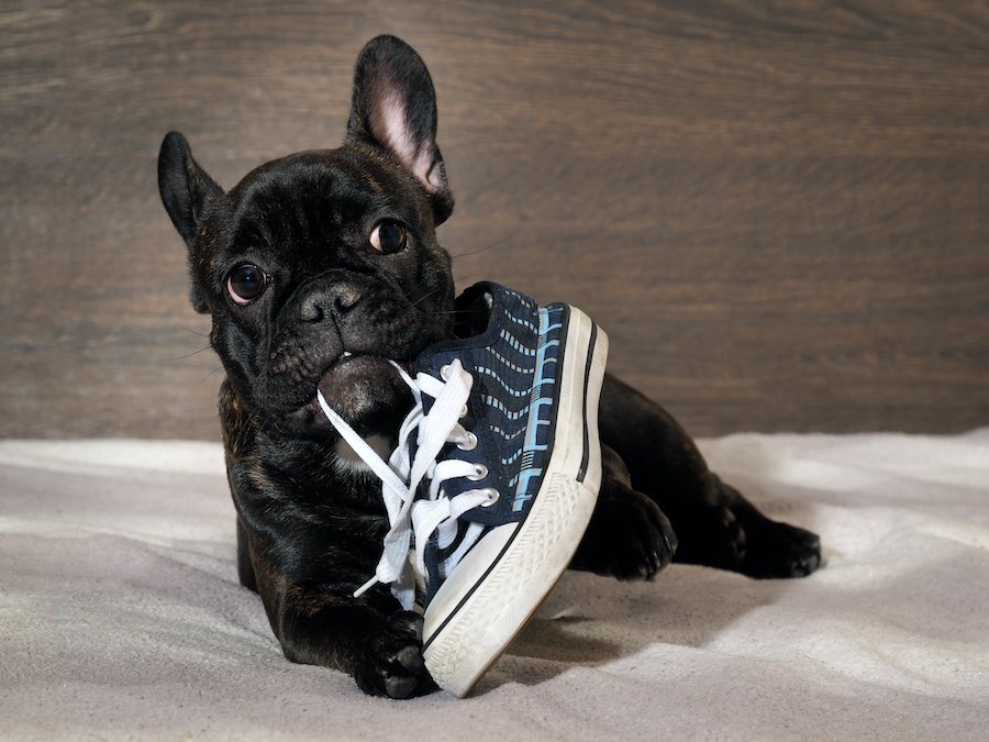 犬が飼い主の『靴』を好む理由３選