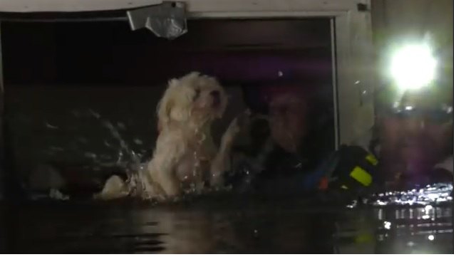 ハリケーン・フローレンスの洪水の中で取り残された犬