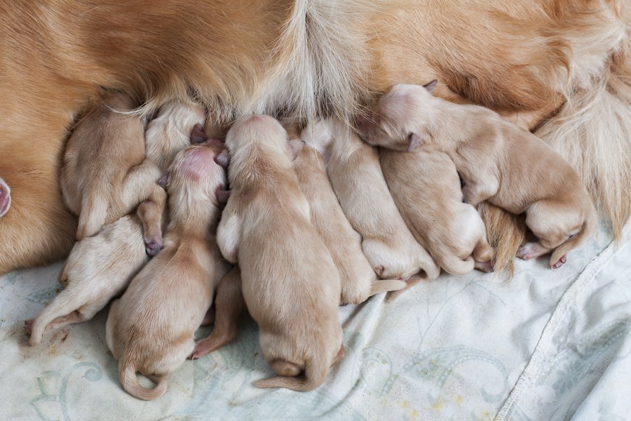 犬の出産の基本知識！交配・妊娠・分娩の流れと安産のうわさの真偽