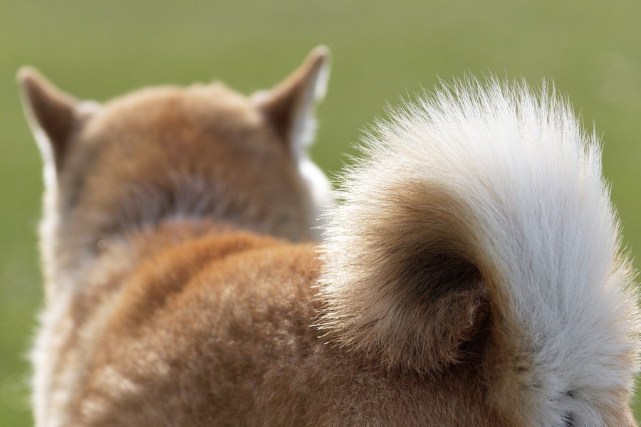 犬の尻尾がゆっくり揺れている時の気持ちとは？