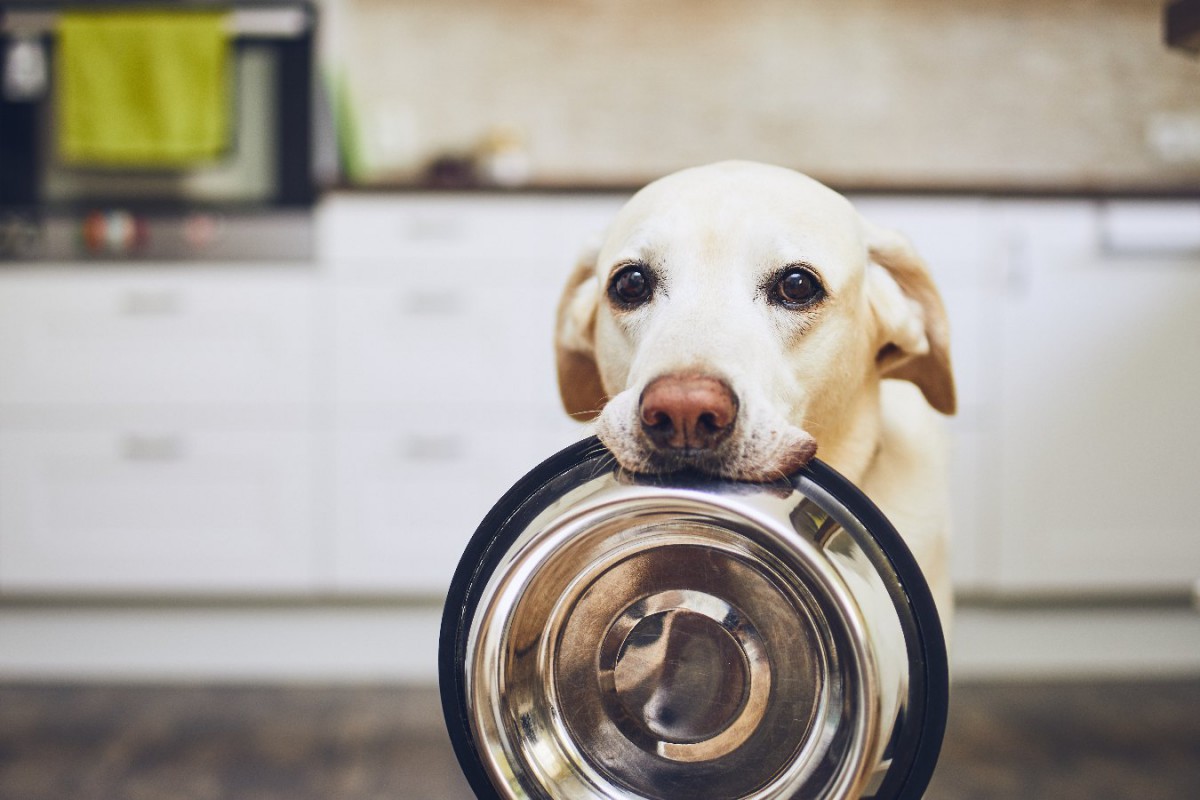 犬の『免疫力』を高める食材６選！適切な与え方や量を解説