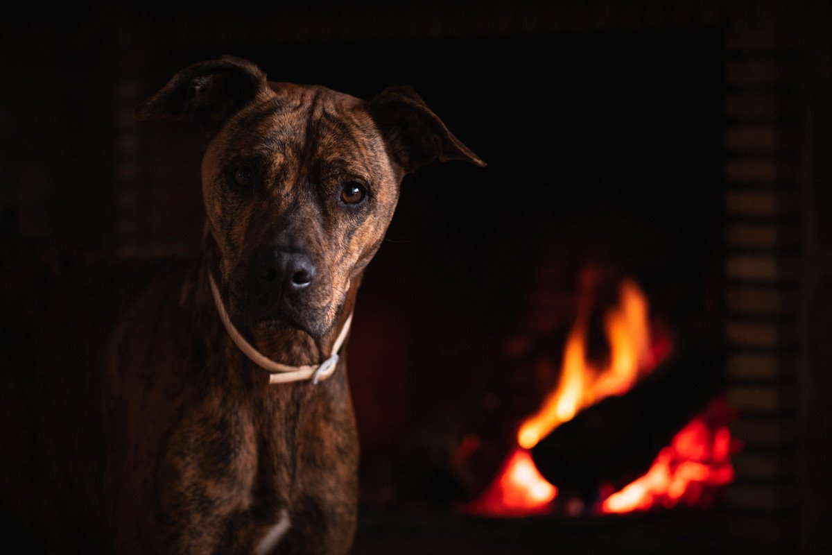 犬が原因で火事になることがある！　5つの原因に「うちも危険だったかも」「今すぐ見直したい」