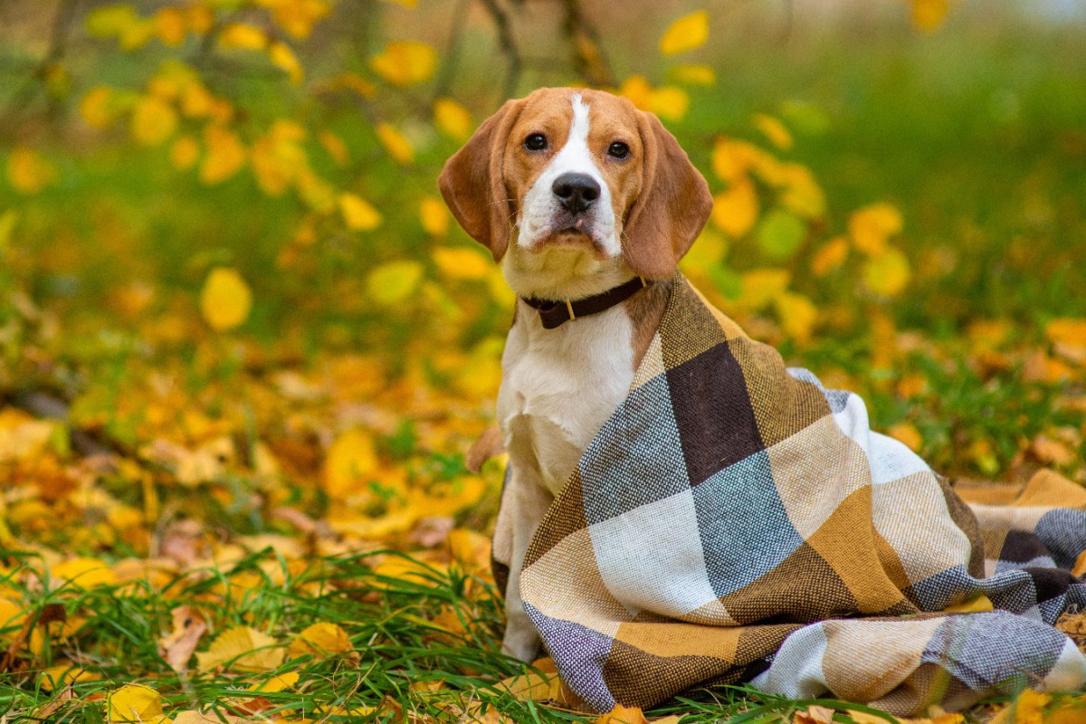 犬が『秋バテ』している時の症状4つ！対処法や予防法まで解説