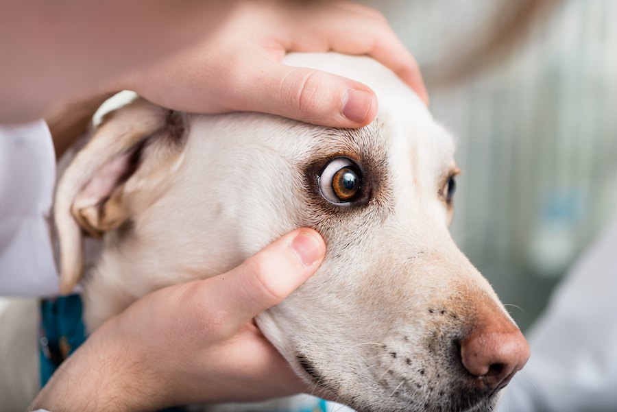 犬にとって超危険な『目の病気』４選！日頃から気を付けるべきポイントや過ごし方とは