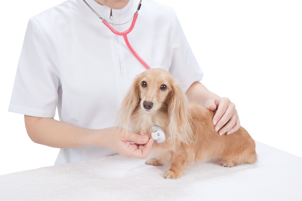 動物病院が「休診中」だった時の対策方法！愛犬の緊急時の対応と備えについて解説
