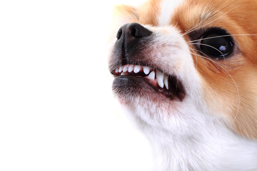 愛犬の性格はホルモンの影響？「バソプレシン」と犬の関係
