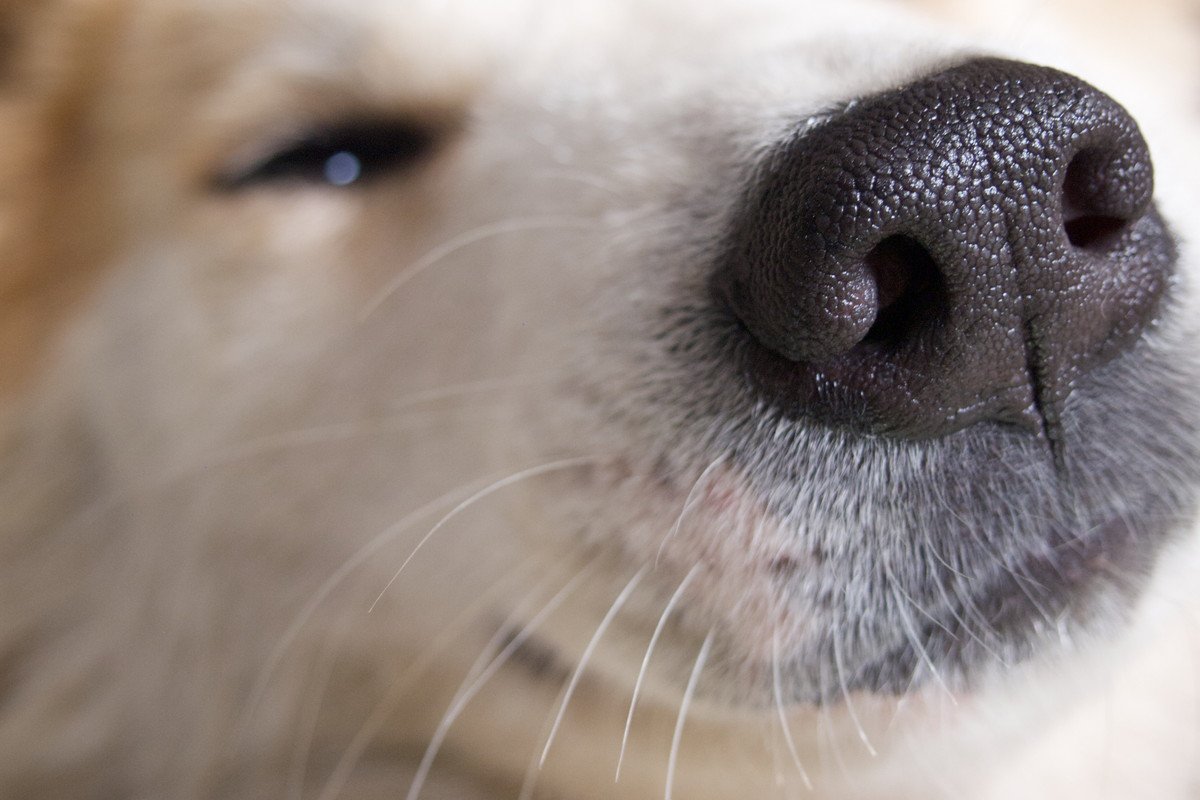 犬が隙間に鼻を突っ込みたがる3つの理由　なぜわざわざ狭い場所を嗅ぎたがるの？