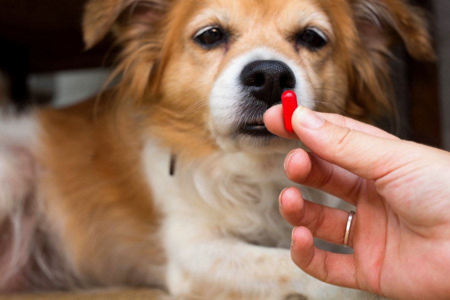 犬に『人間の薬』を与えるのは絶対NG！少量でも命の危険…その理由とは？
