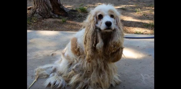 捨てられ被毛がベタベタのフェルト状になった犬の驚きの変貌！