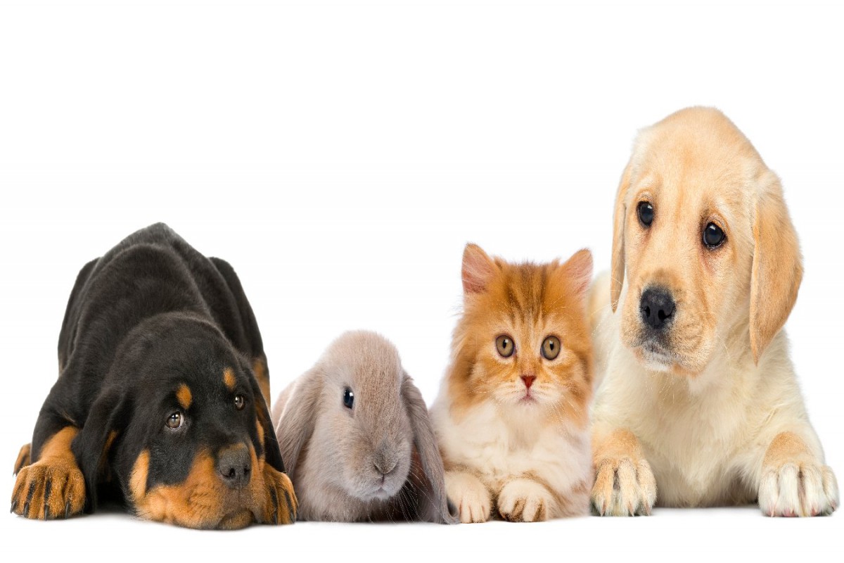ニューヨークで犬猫うさぎの店頭販売を禁止する法案が可決！