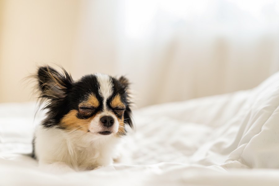 犬が眠りそうなときに見せる７つのカワイイ仕草