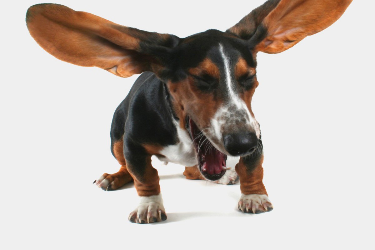 犬の『くしゃみ』は放置しないで！心配の要らないケースと注意すべき症状までを解説