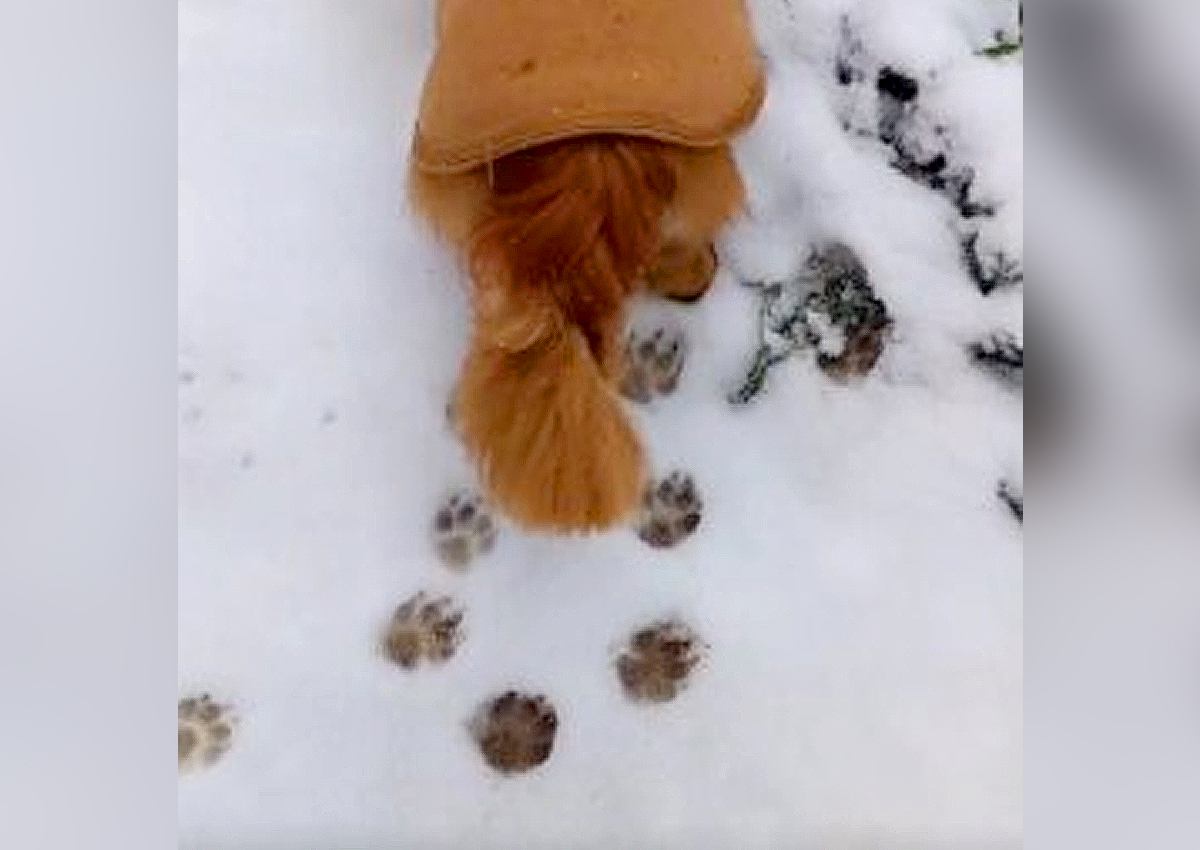 犬と雪道を散歩してみたら…かわいすぎる痕跡を残す後ろ姿に1万5000人ほっこり「ぬいぐるみみたい」「尊すぎるわ」大反響