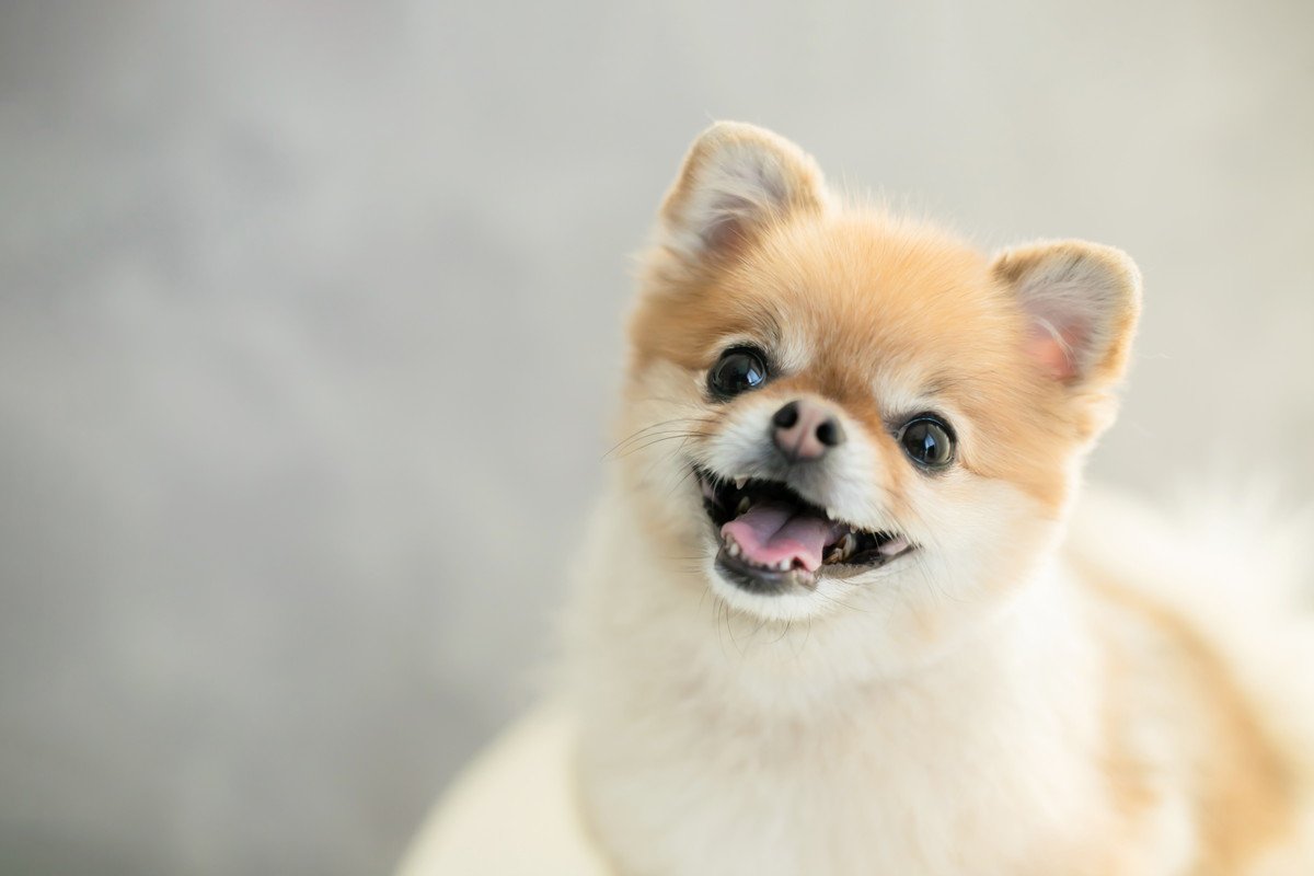 愛犬を笑顔にする「5つの方法」 どうしたら喜んでくれる？逆にダメな行動は？